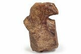 Fossil Plesiosaur Vertebra - Asfla, Morocco #241039-3